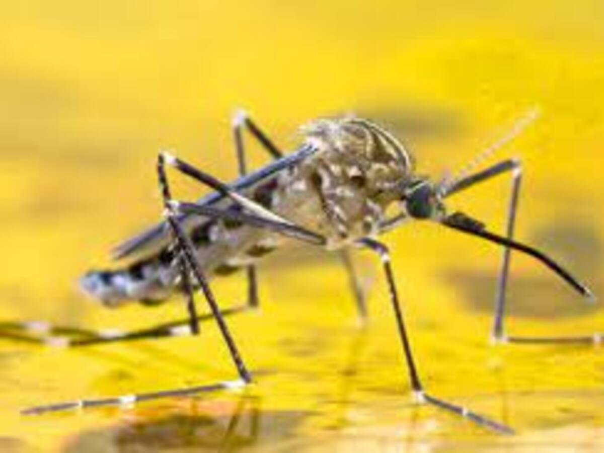 6 casos de presunta muerte por Dengue y fiebre amarilla se estudian para el Huila.