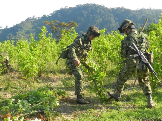 En menos de 2 meses se han fumigado manualmente 210 hectáreas de coca en Colombia