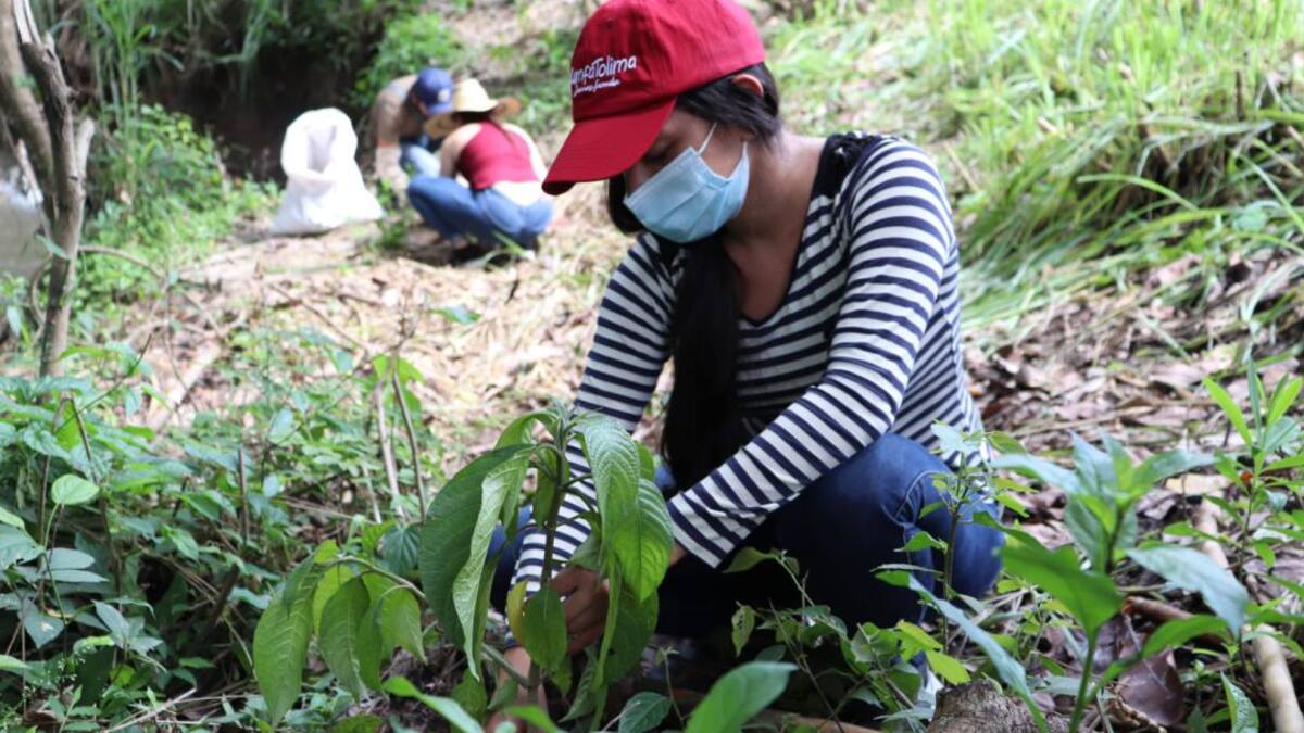 Comfatolima participó en jornada de siembra de árboles