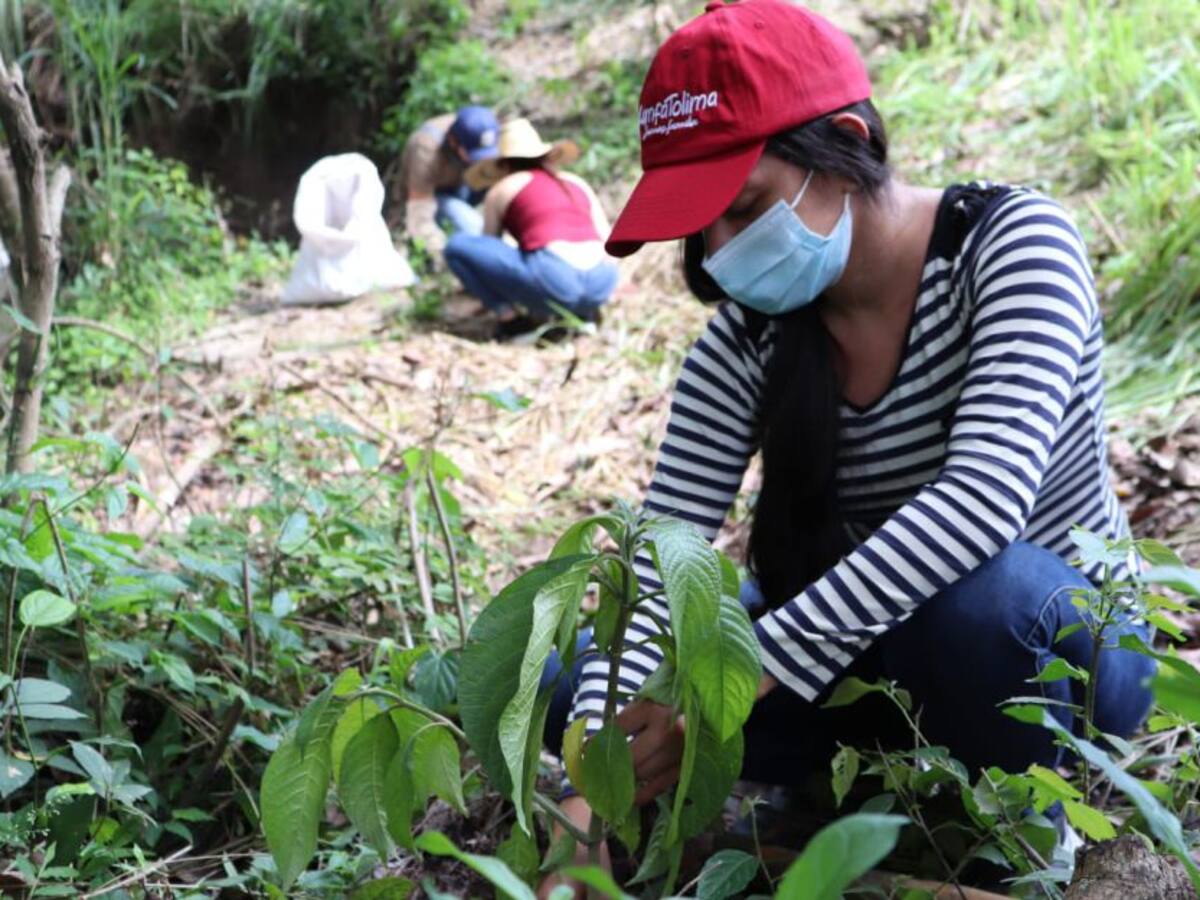 Comfatolima participó en jornada de siembra de árboles