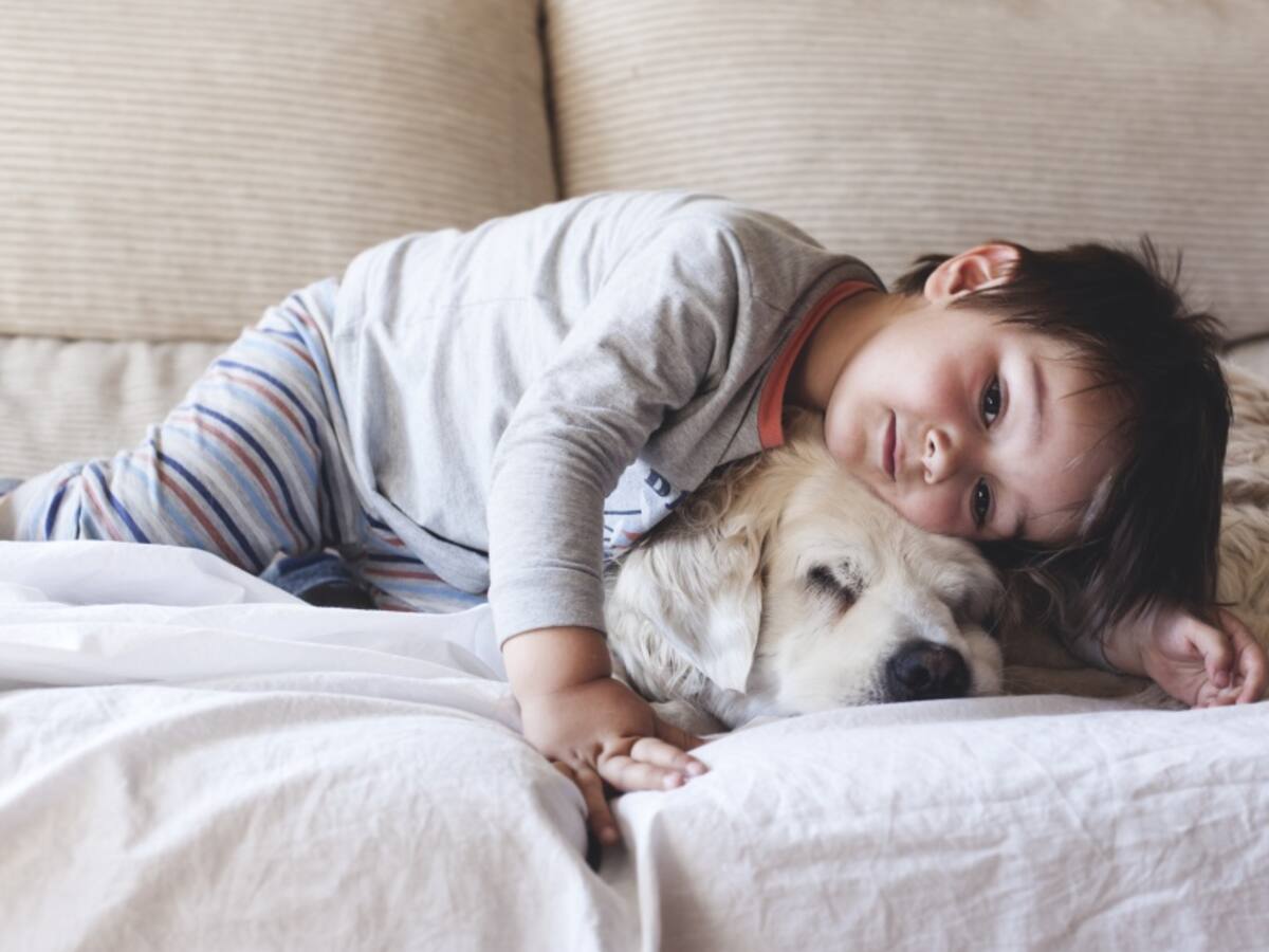 Bogotá invertirá 52 mil millones de pesos en la protección de animales