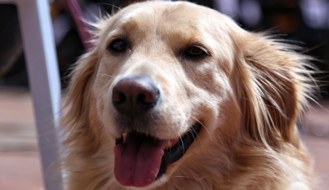Prevención y cuidado a las mascotas, ante la pólvora.