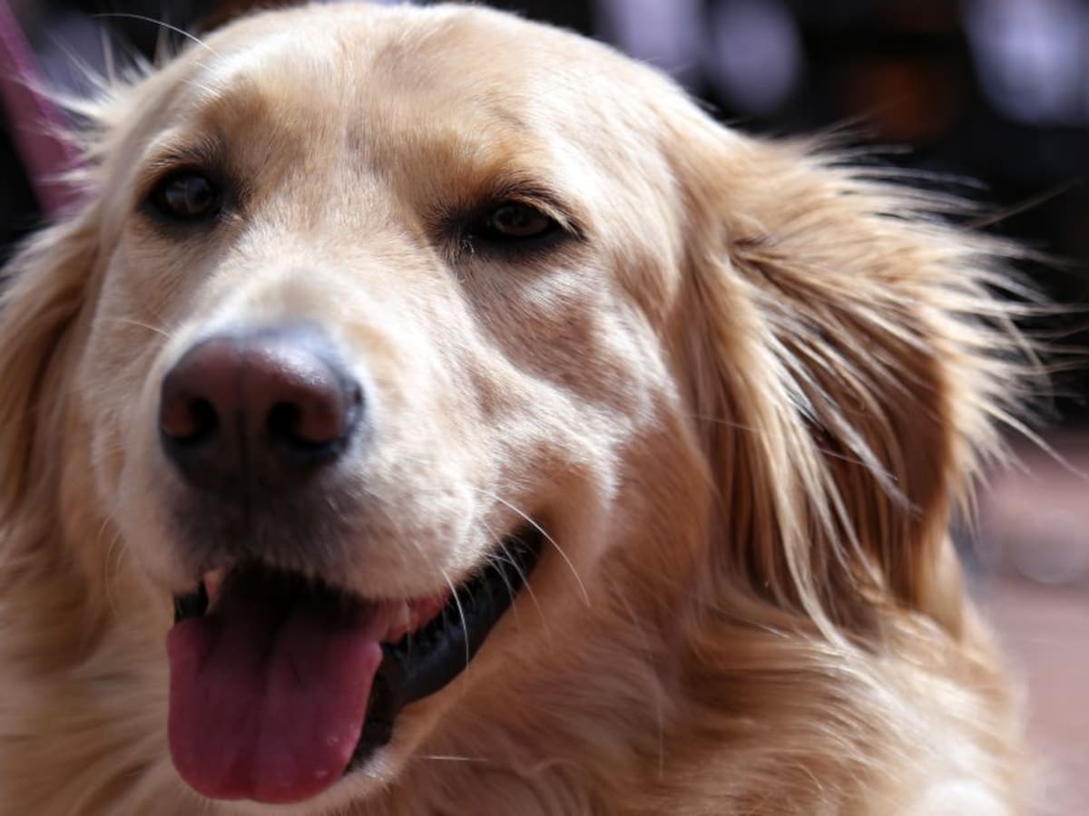 Tenga en cuenta estas recomendaciones para su mascota, ante la pólvora