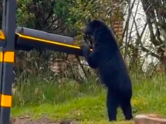 Oso andino que se viralizó en redes no estaba en conjunto residencial
