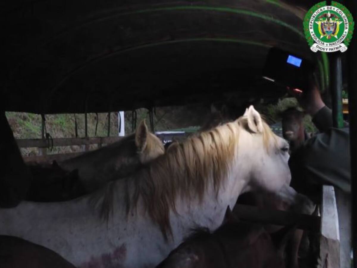Incautan caballos que iban a ser vendidos en carnicerías de Antioquia
