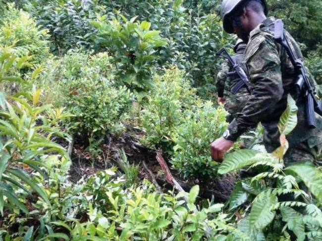 Ejército Nacional ha erradicado más de 240 hectáreas de matas de hoja de coca en el sur de Bolívar