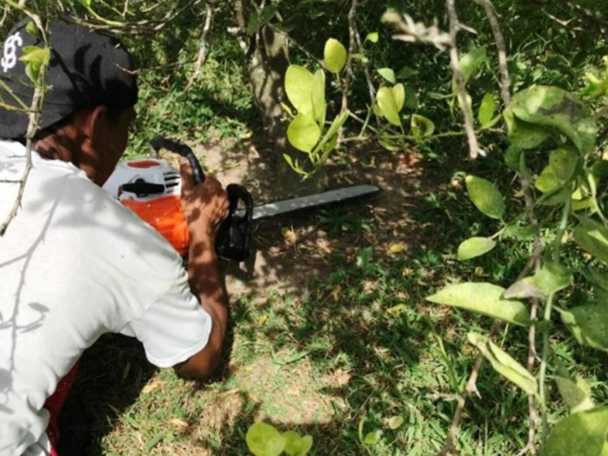ICA realizó control a brotes infectivos de cultivos cítricos en Bolívar