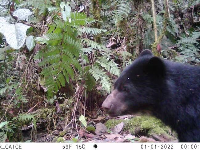 Crédito: Archivo Caracol Radio.