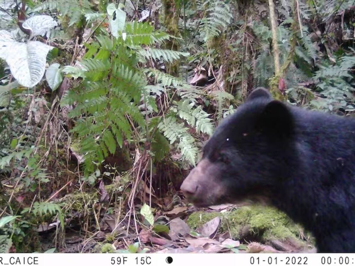 En Caldas, con cámaras se busca proteger la vida de los animales y el medio ambiente