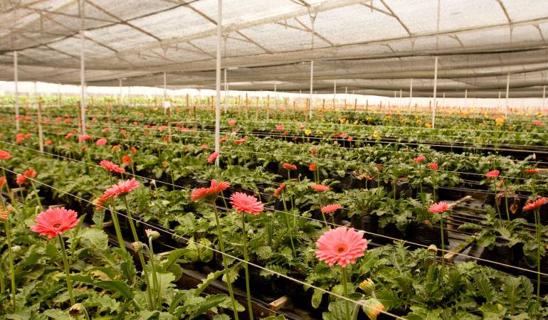 Floricultores toman medidas para afrontar heladas.