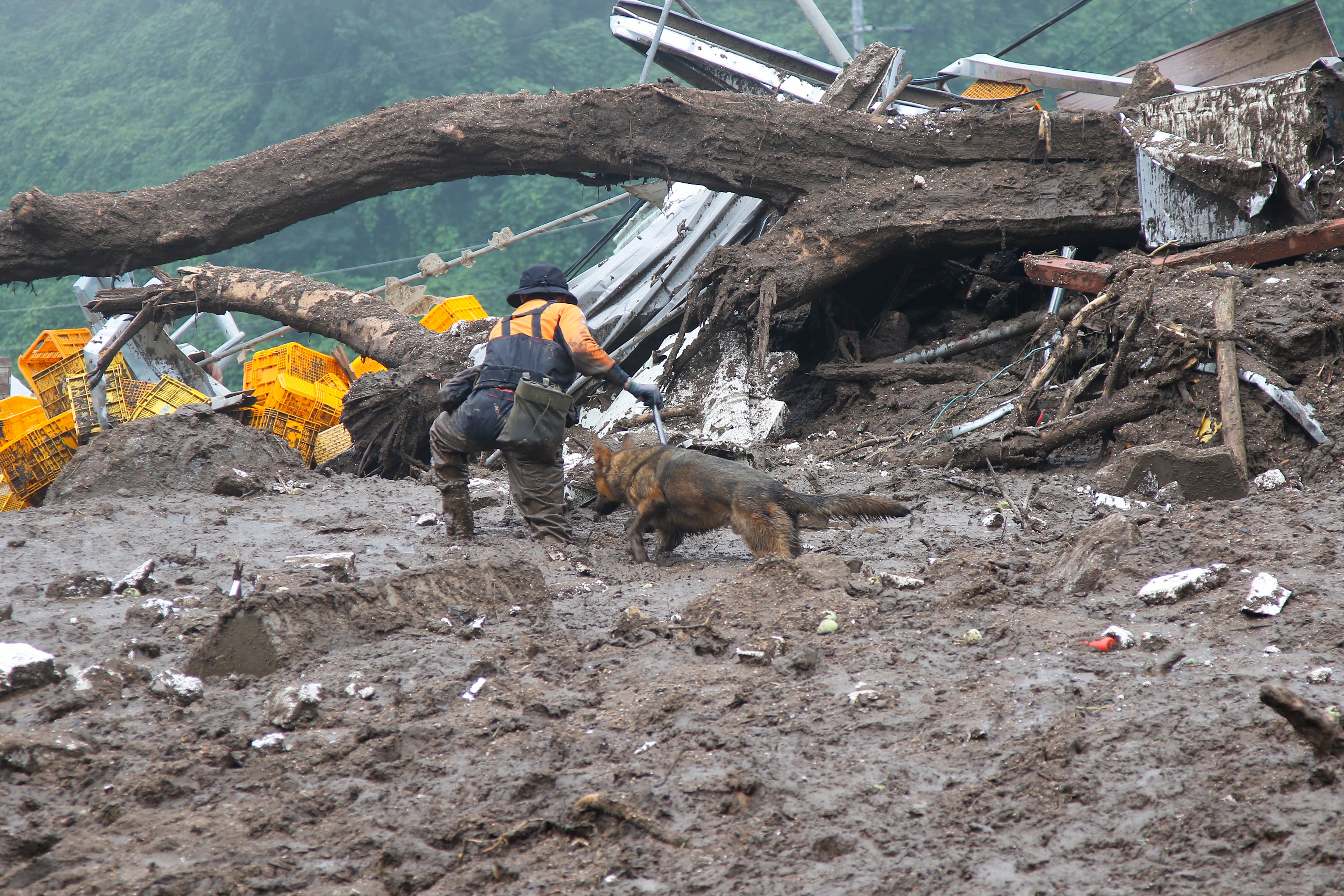 Rescate de animales en Corea del Sur en medio de fuertes lluvias, inundaciones y deslizamientos. 
(Foto:    Seung-il Ryu/NurPhoto via Getty Images)
