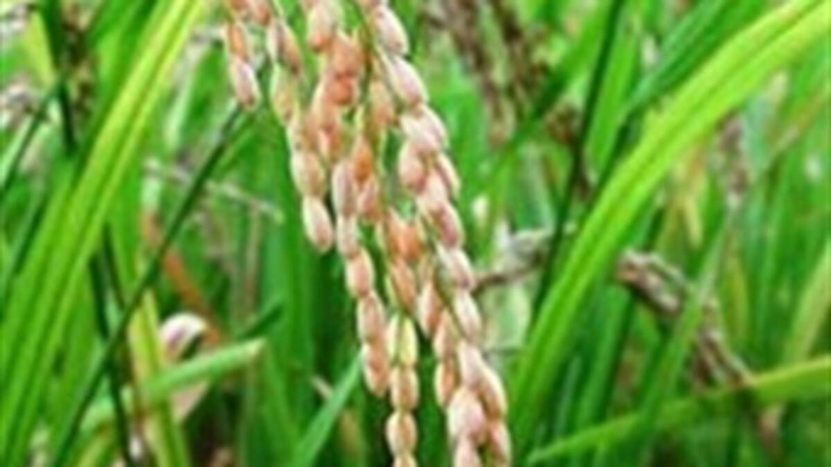 Generan energía renovable con cascarilla de arroz