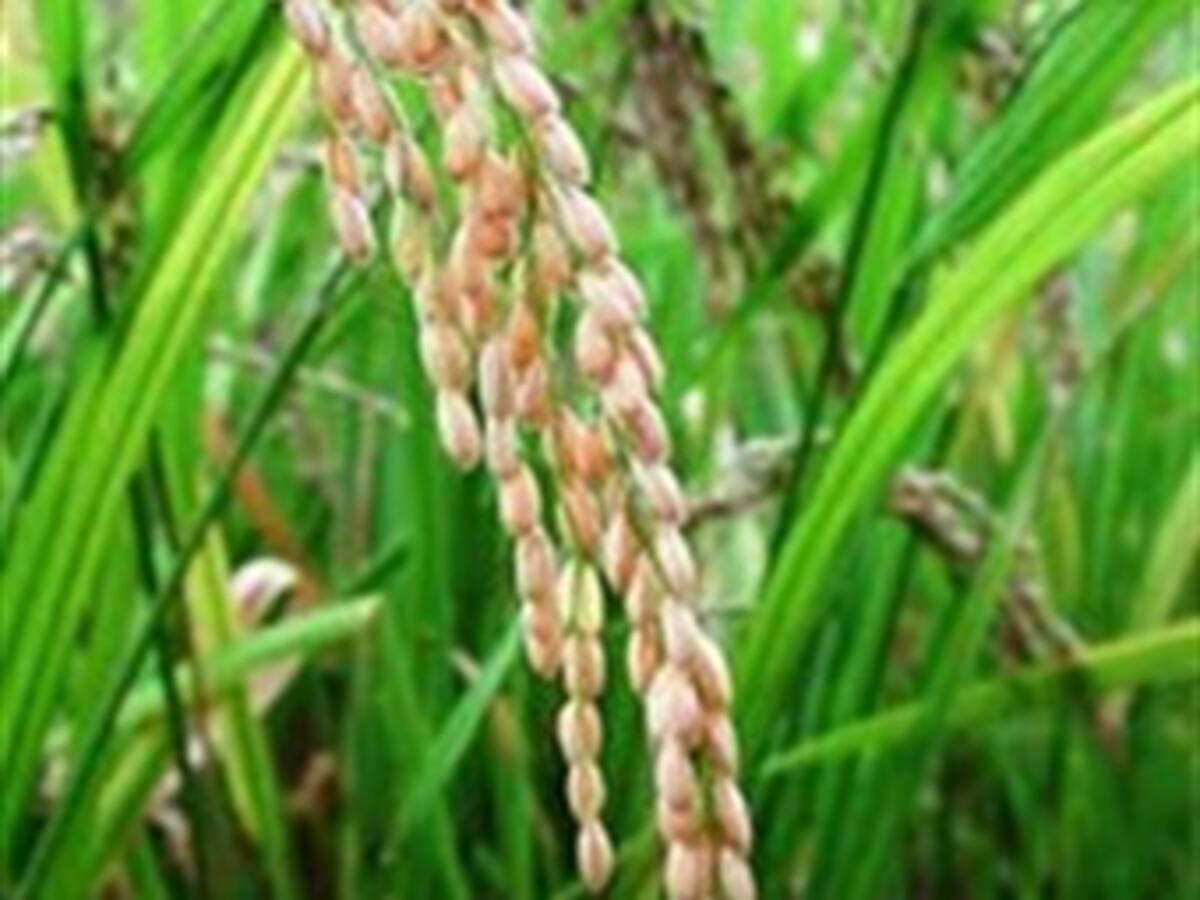 Generan energía renovable con cascarilla de arroz