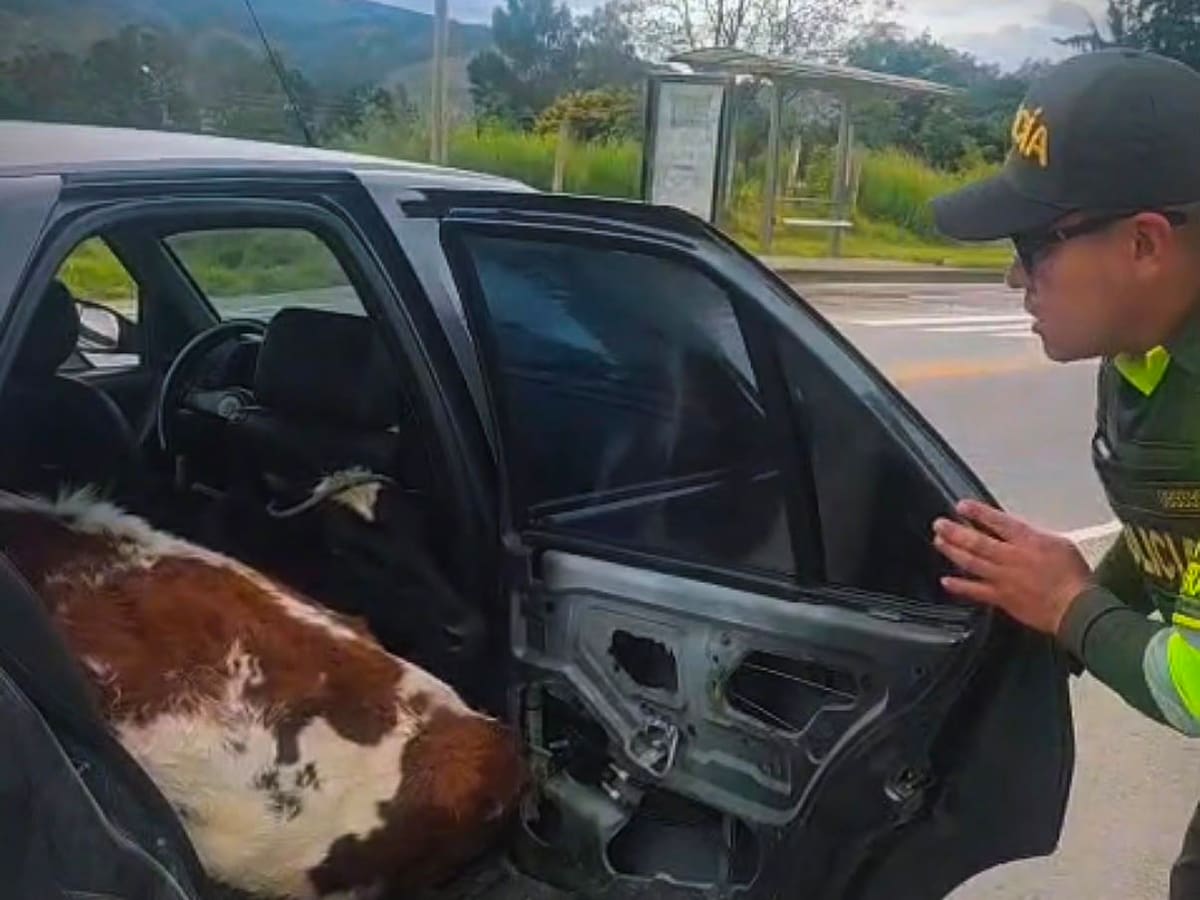 Capturan a tres personas que llevaban dos vacas hurtadas en un carro en Boyacá