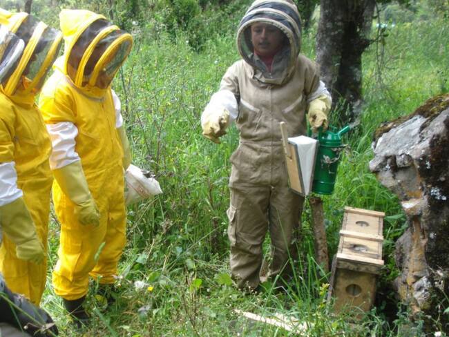 ¿Cómo proteger los cultivos sin matar las abejas?