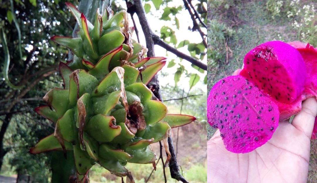 Pitahaya roja o fruto del dragón