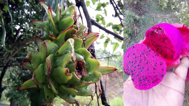 Pitahaya roja o fruto del dragón