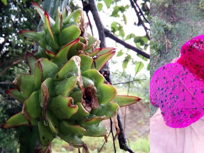 Pitahaya roja o fruto del dragón