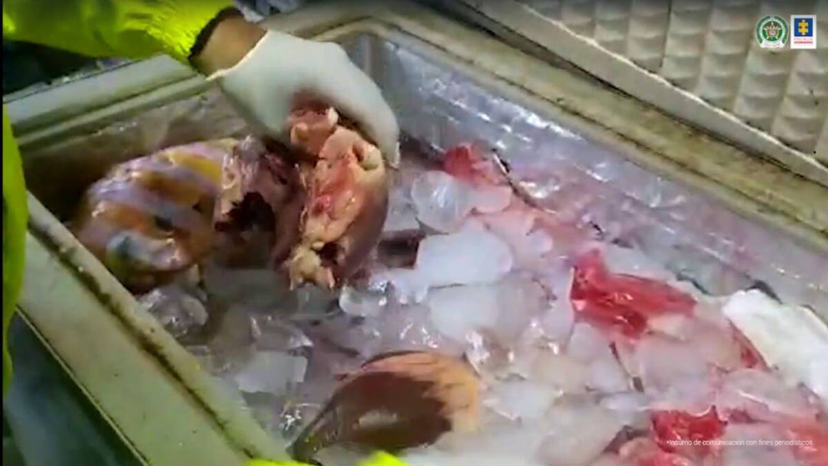 A prisión policías que ayudaban a vender carne de burro en la Costa Caribe