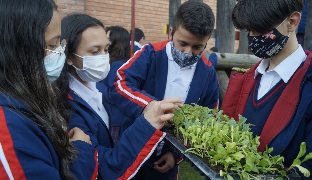 Huertas caseras en conjuntos residenciales y escuelas de Chía