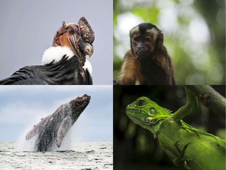 Animales en Colombia (Getty Images)