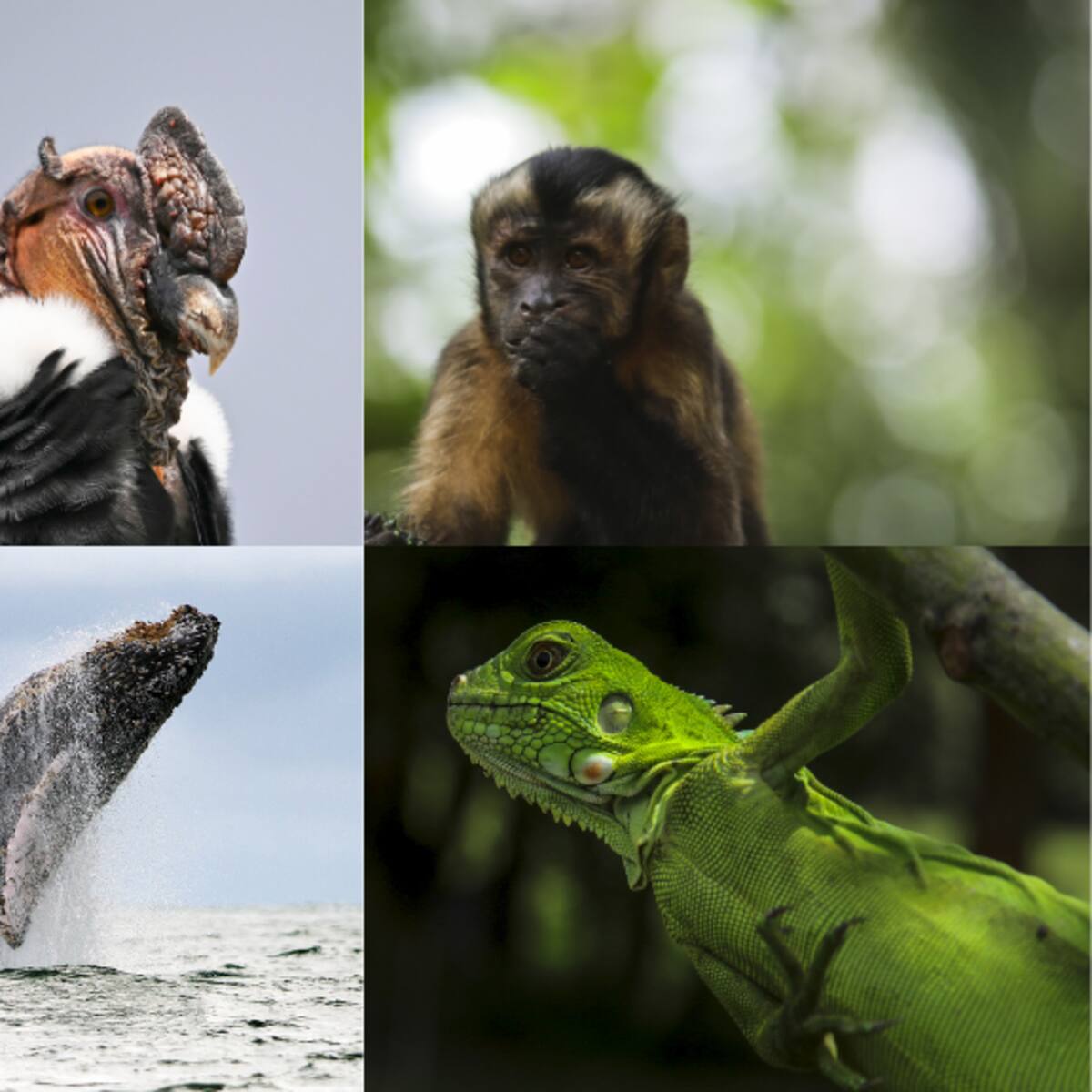 ¿Cuál es el animal sagrado de Colombia? Hay menos de 70 ejemplares en todo el país