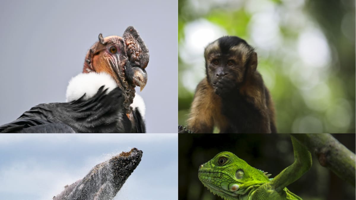 ¿Cuál es el animal sagrado de Colombia? Hay menos de 70 ejemplares en todo el país