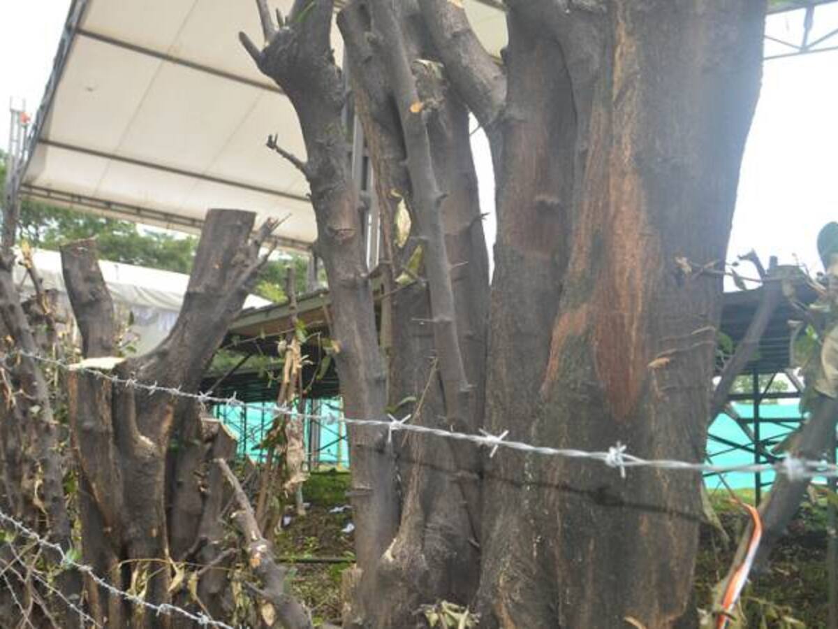 Polémica por tala de árboles en el parque El Virrey de Bogotá