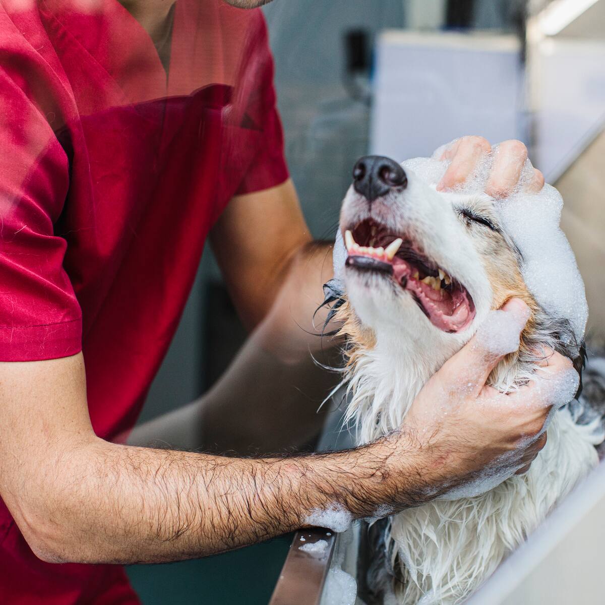 ¿Cada cuanto debería bañar a su perro?: esto dicen los expertos sobre algunas razas