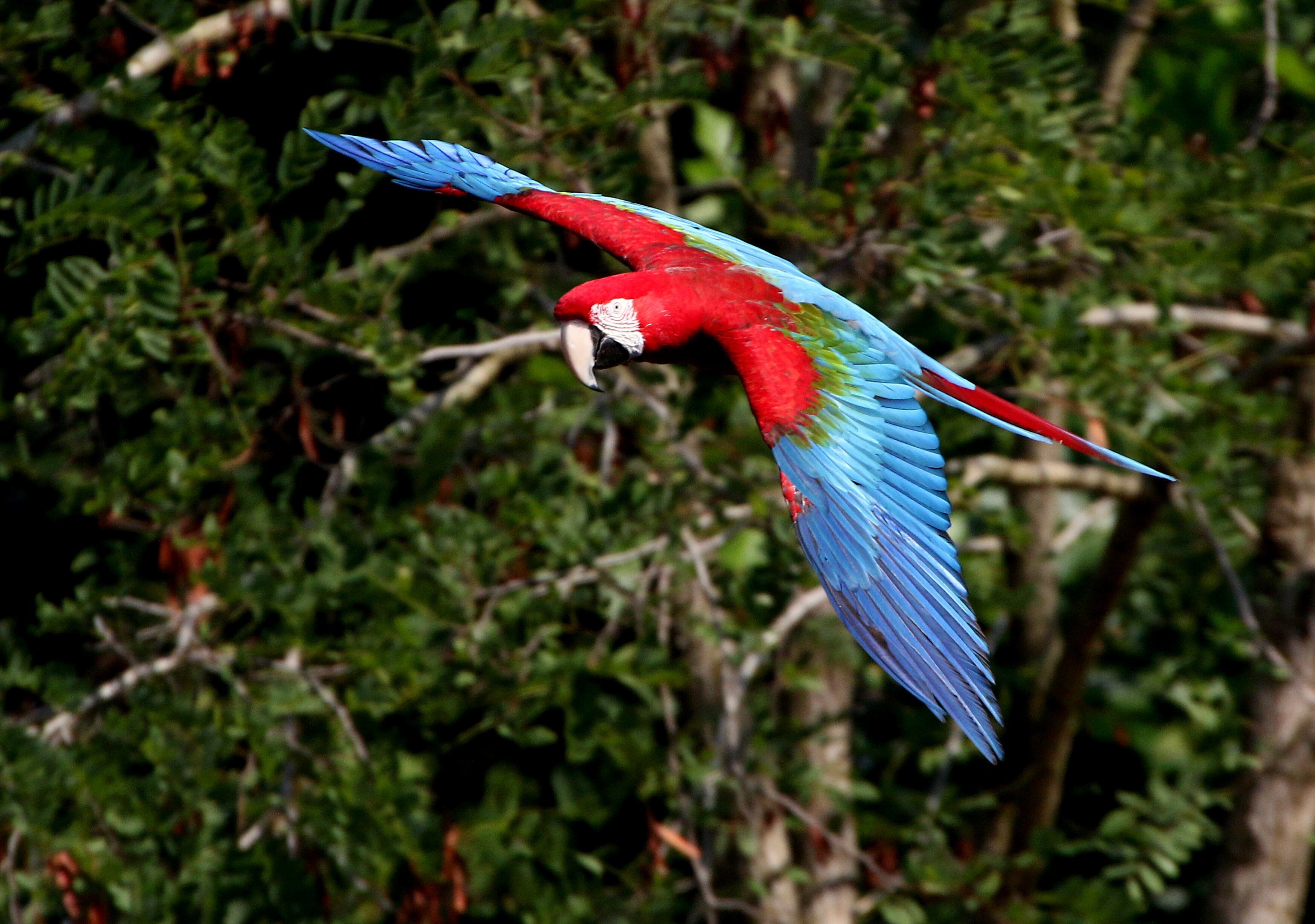South American Red-and-green Macaw (Ara chloropterus) flying past at close range. (A.k.a Green-winged Macaw.)