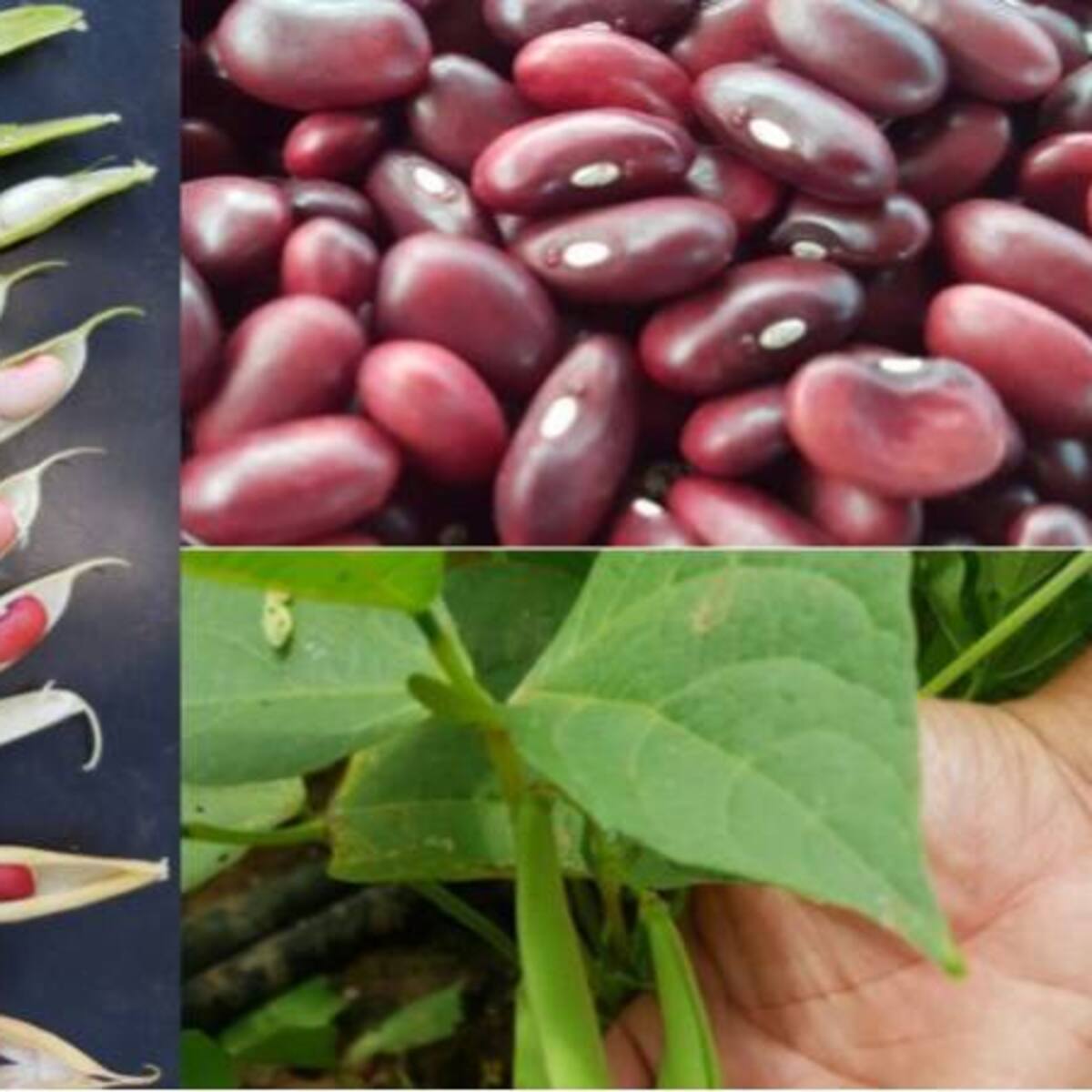 Nueva variedad de fríjol para combatir la malnutrición