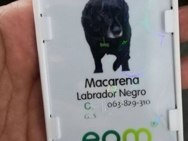 Macarena, la primera empleada canina de EPM