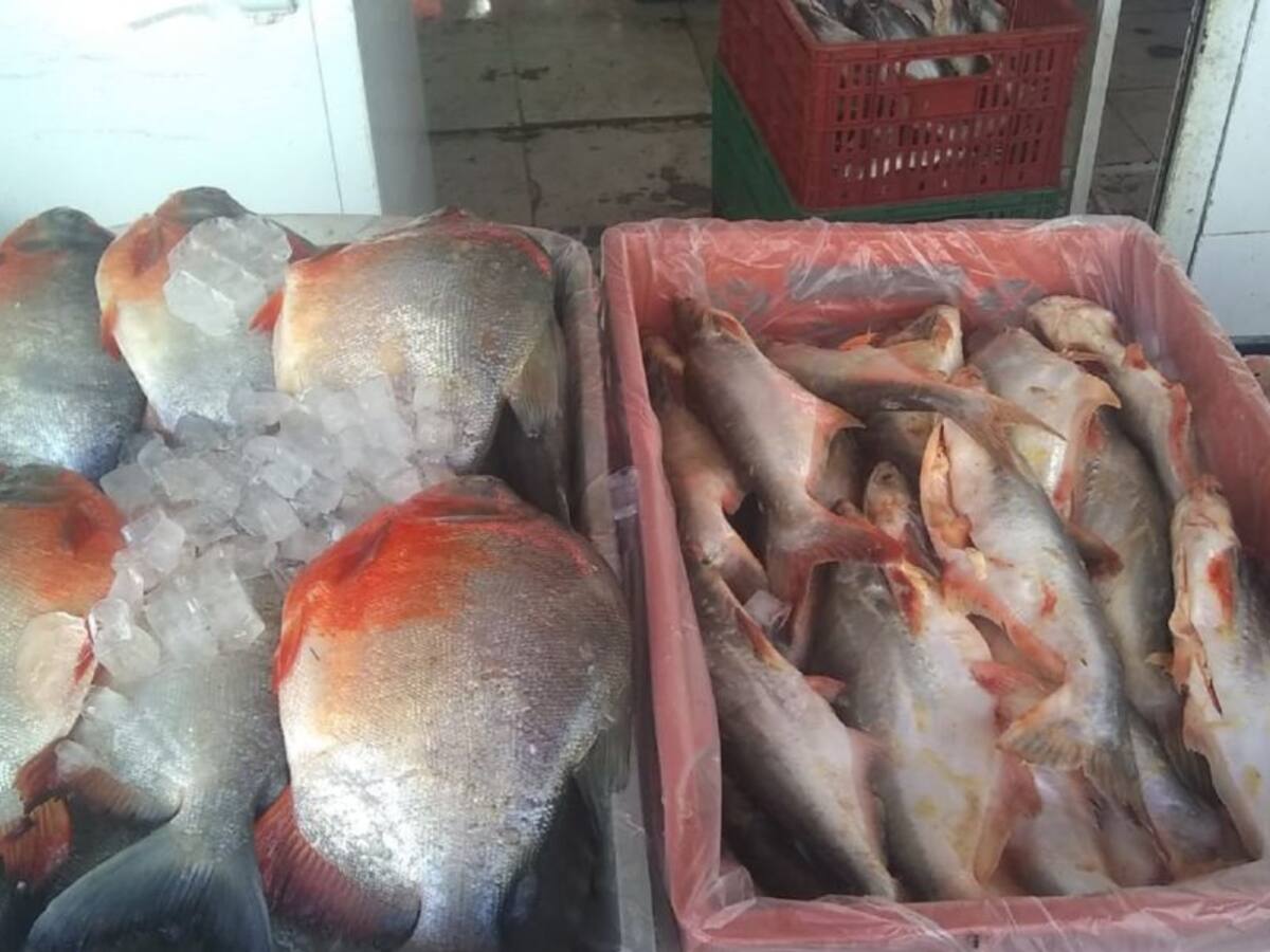 En Ibagué aumenta la venta de pescado para esta Semana Santa