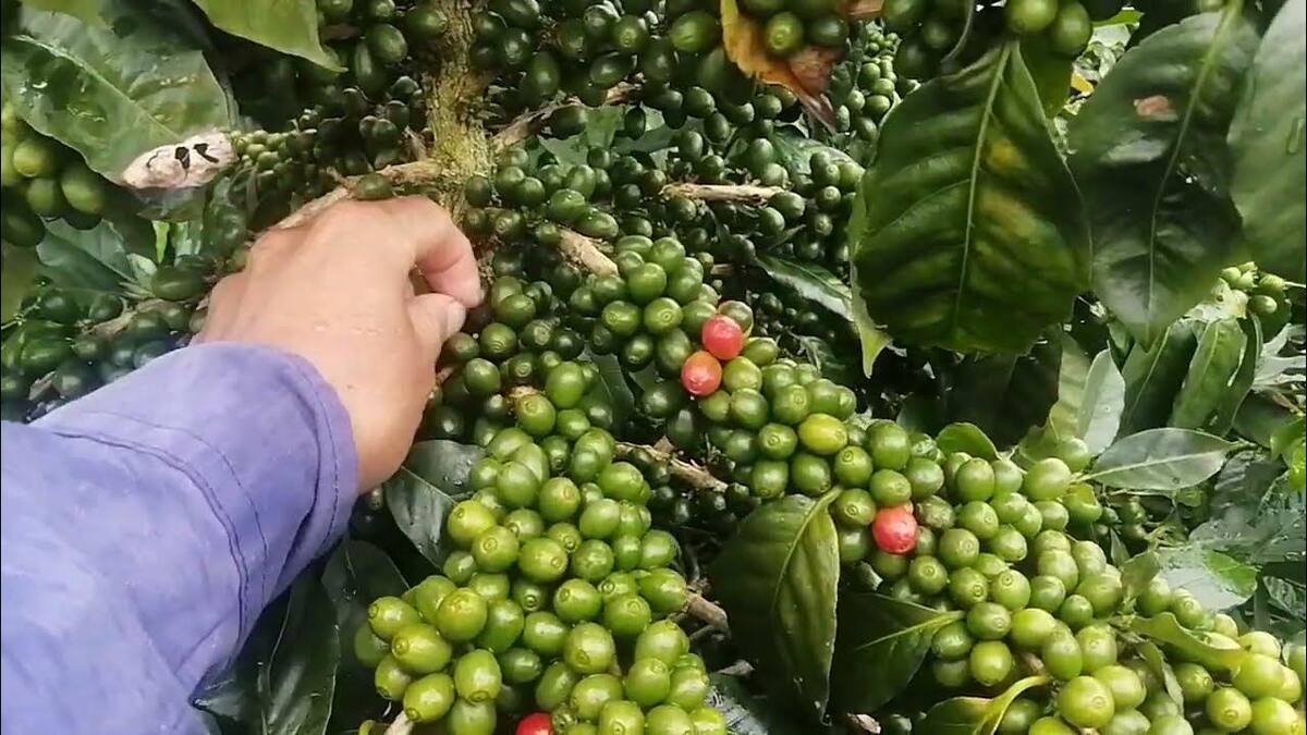 El Huila se afianza en el incremento de la productividad cafetera