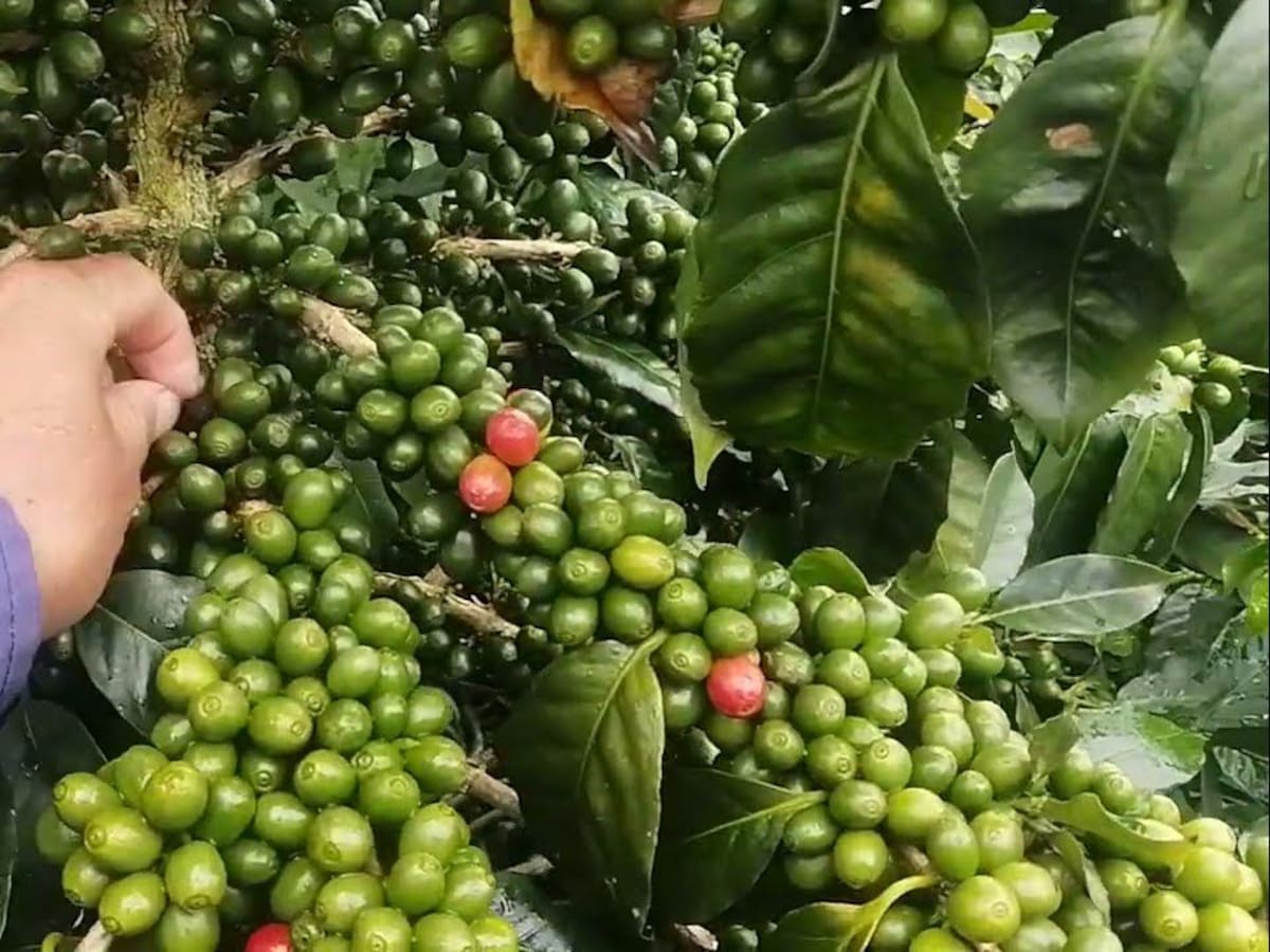 El Huila se afianza en el incremento de la productividad cafetera