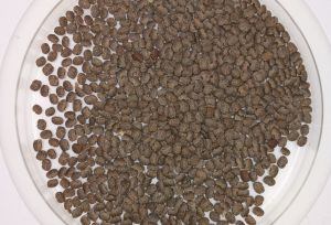 Frijol tépari - Phaseolus acutifolius