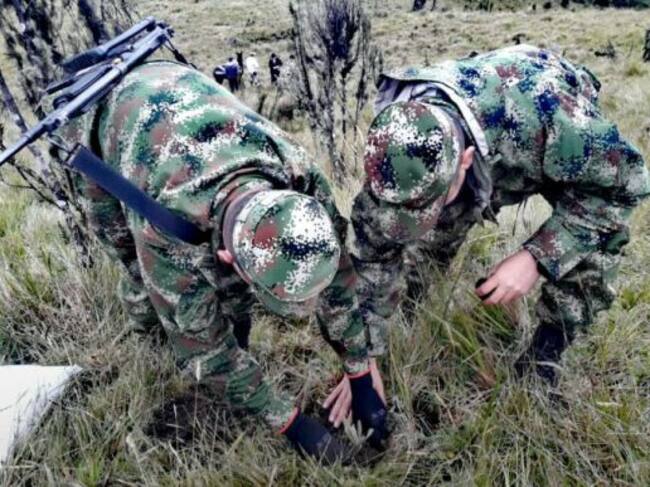 Siembra de frailejones en el Nevado del Ruiz