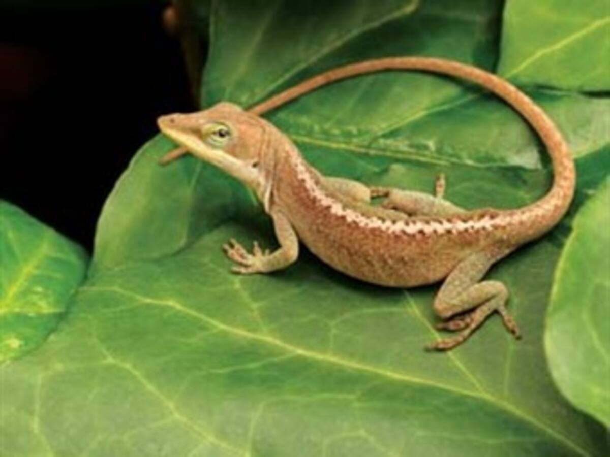 U. Nacional lanza portal para la investigación de reptiles colombianos