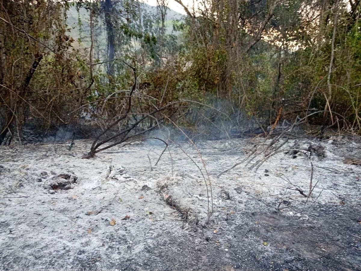 Incendios en Cundinamarca: rescatan tortuga morrocoy y ya hay cinco investigados