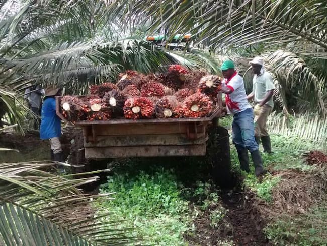¿Por qué están preocupados los productores de palma de Nariño?