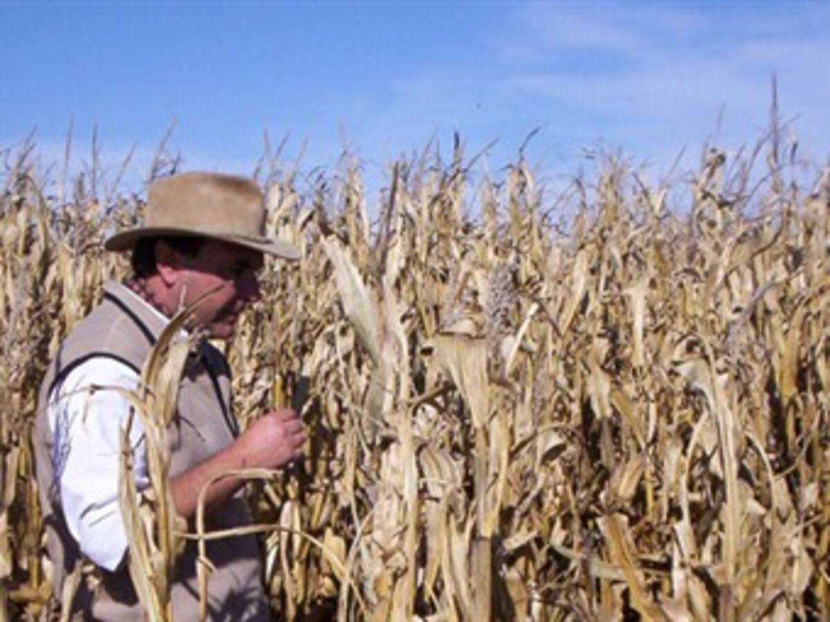 Preocupante impacto del fenómeno de El Niño en la producción Agropecuaria