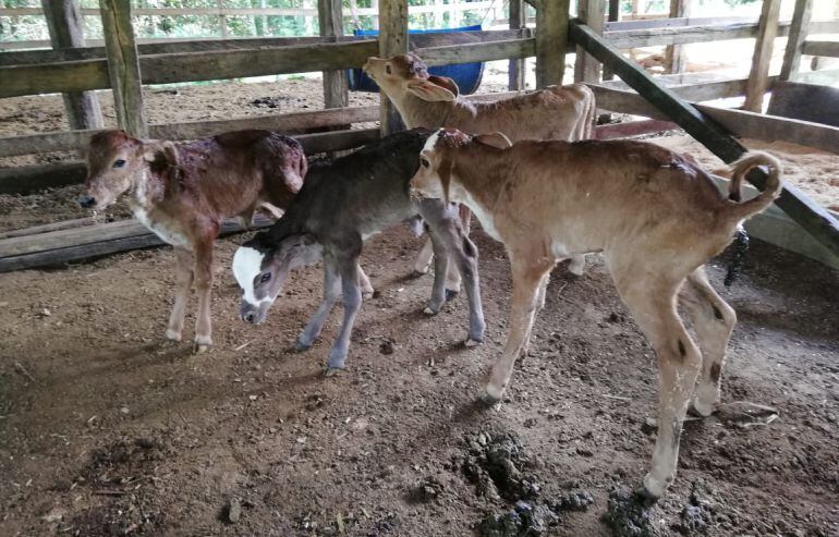 Vaca parió cuatro terneros en Caquetá
