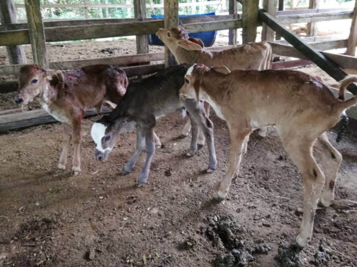 Una vaca heroína parió cuatrillizos terneros