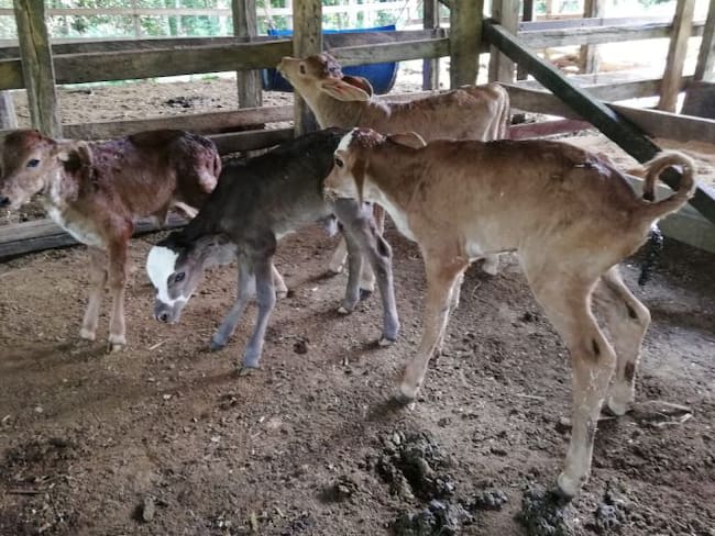 Vaca parió cuatro terneros en Caquetá