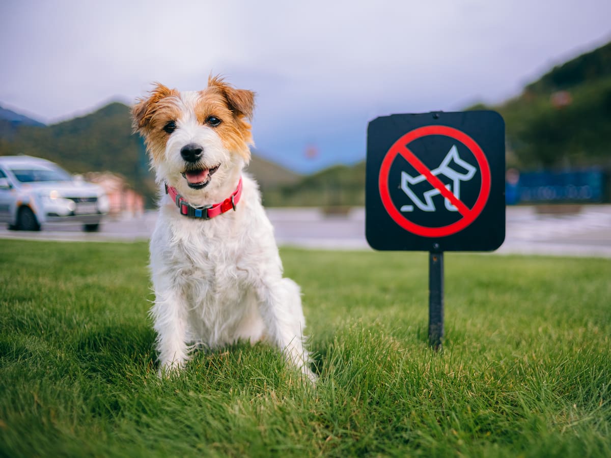 ¿Qué dice el Código de Policía sobre las mascotas? Advierten de cuantiosas multas en estos casos