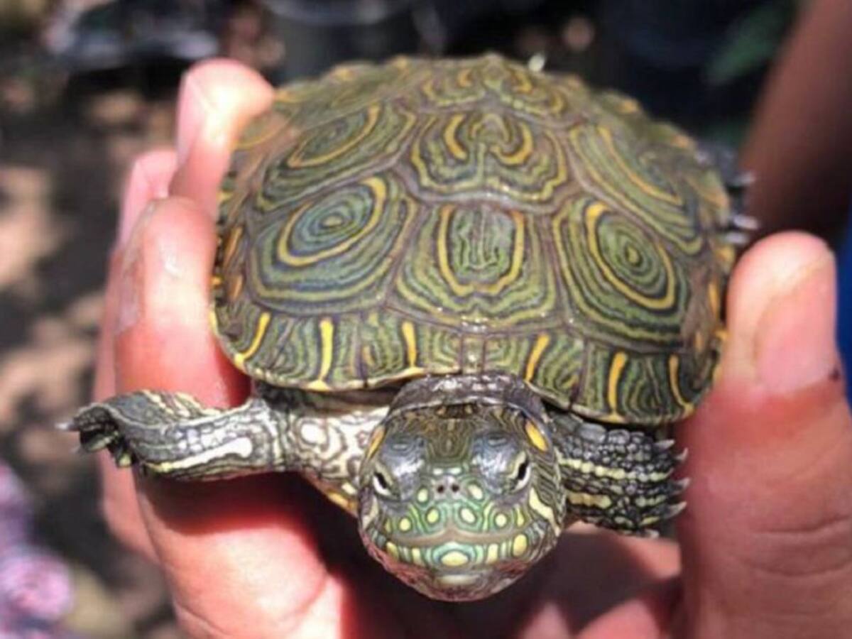 Wilman Atencia, una vida dedicada a las Hicoteas