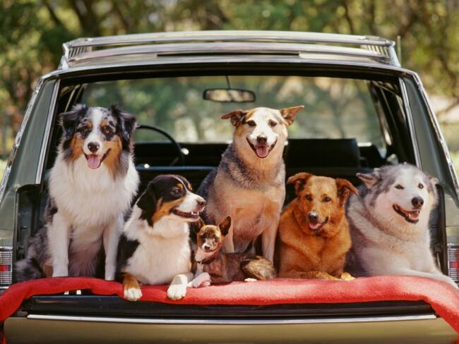 Diferentes razas de perros // imagen de referencia: Getty Images