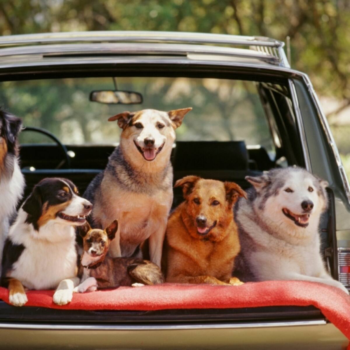 Estas son las tres razas de perros más inteligente del mundo