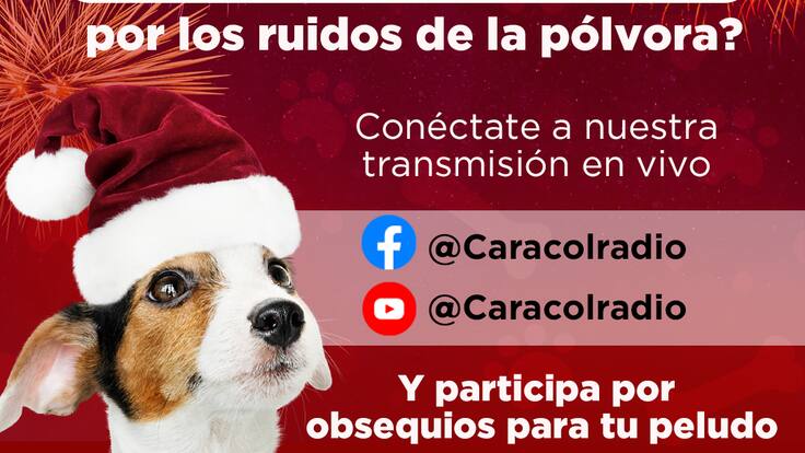 Mascotas Caracol 10 diciembre