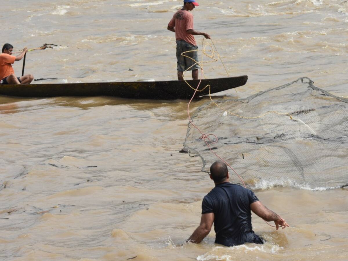 La subienda ha sido poca en el río Magdalena, dicen pescadores